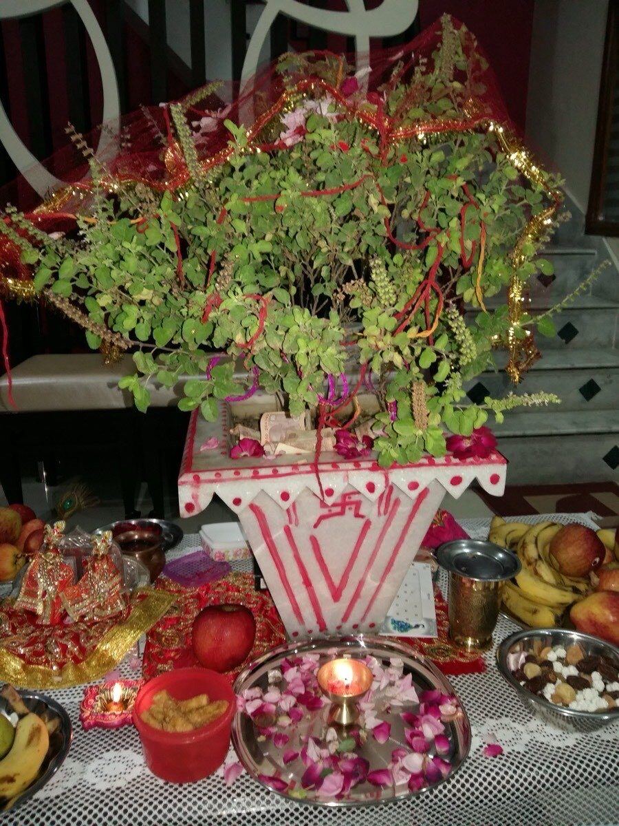 তুলসী বিবাহ: পবিত্র তুলসীর সাথে ভগবান বিষ্ণুর পবিত্র বিবাহ